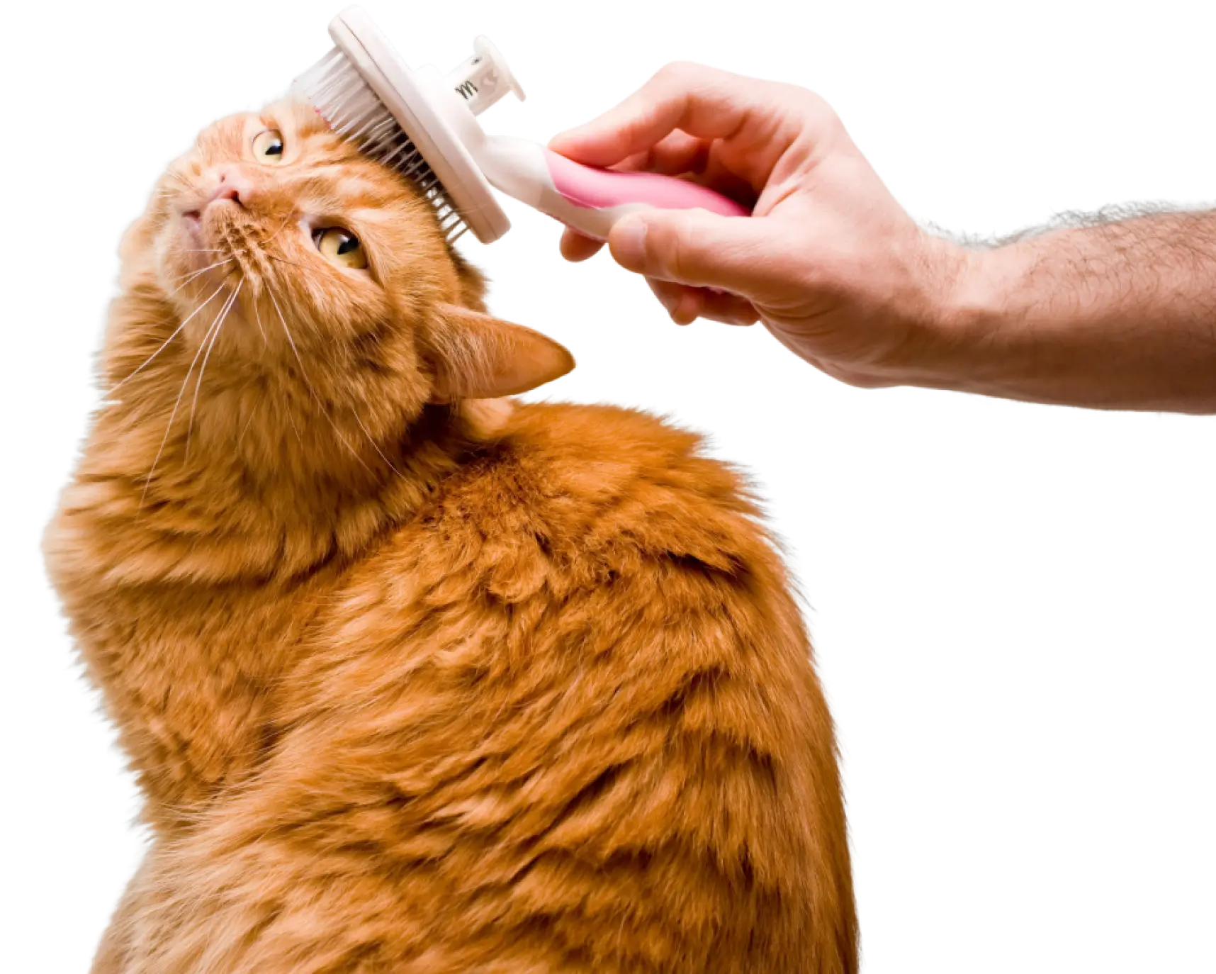 A cat is being fed by someone with a bottle.