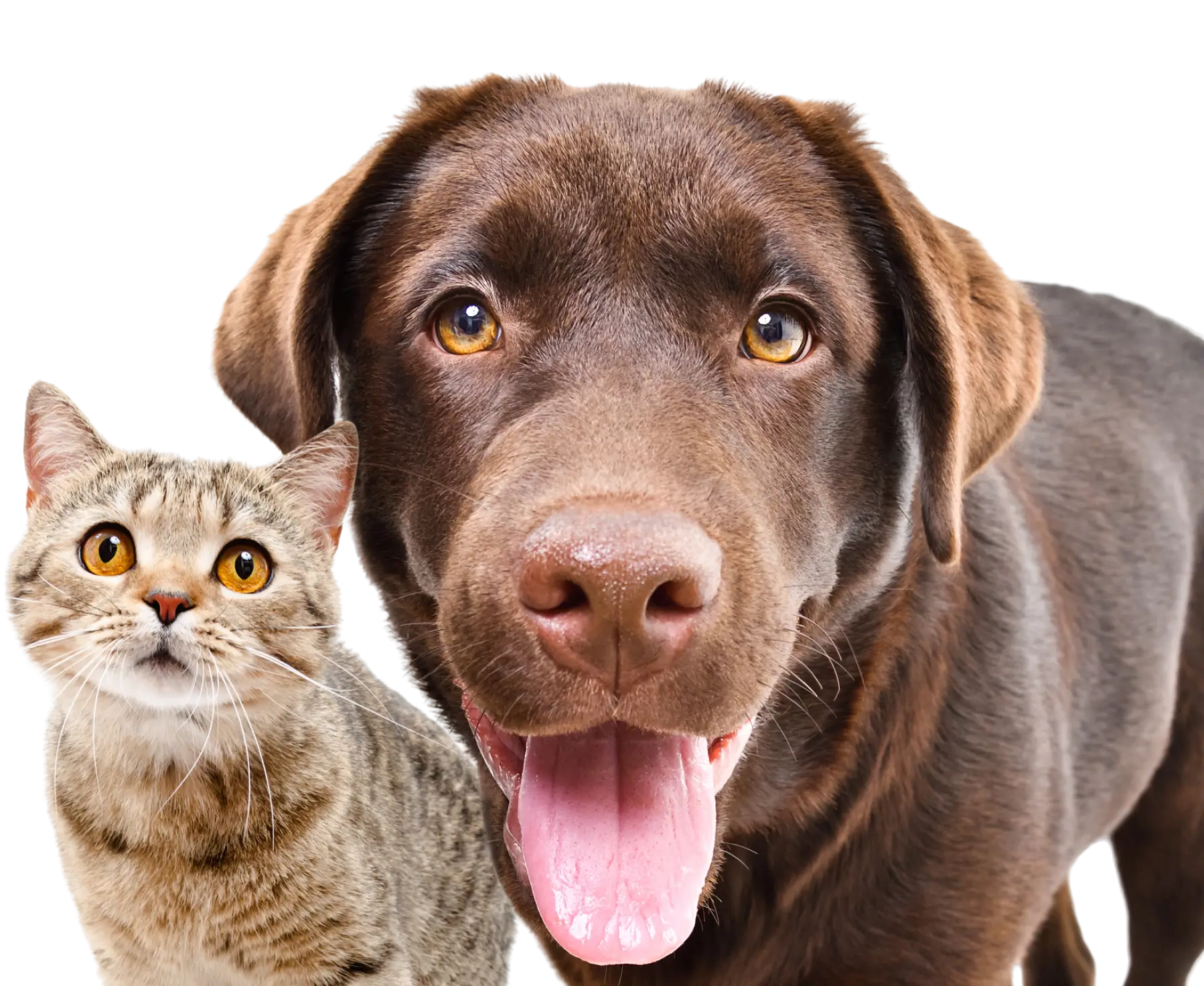 A cat and dog are looking at the camera.